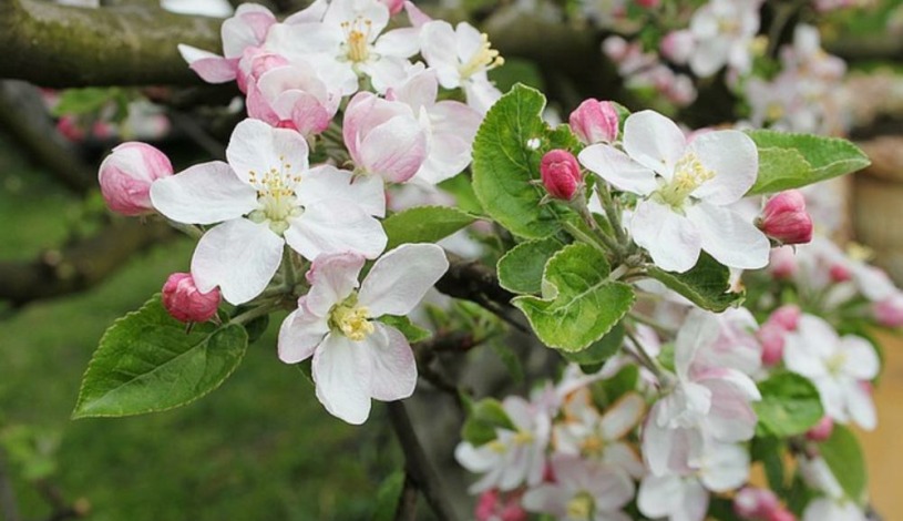 Wellness Hotel Astra*** superior Špindlerův Mlýn